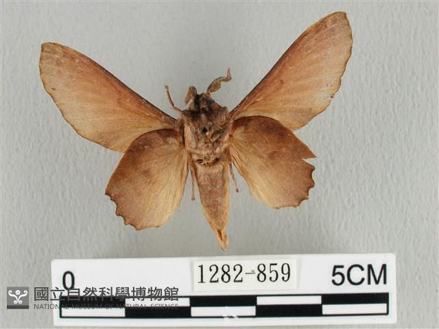 臺灣枯葉蛾藏品圖，第2張