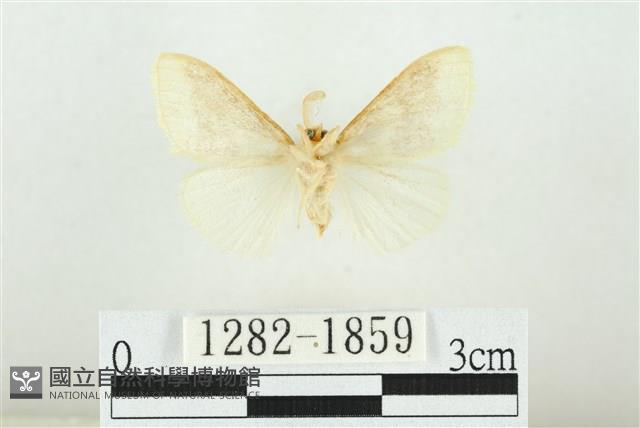 寬紋黃毒蛾藏品圖，第2張