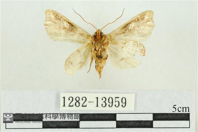 紅暈散紋夜蛾藏品圖，第2張