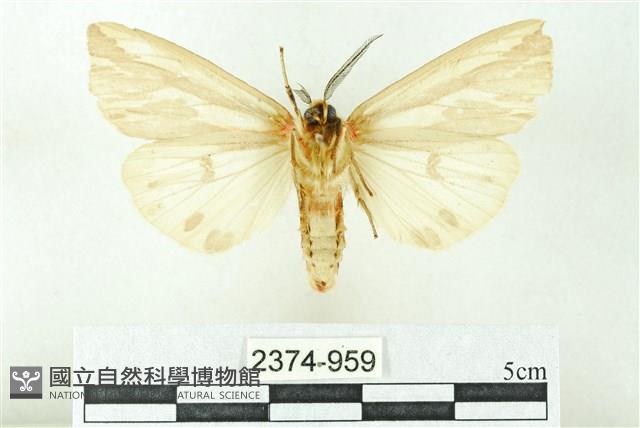 赭新污燈蛾藏品圖，第2張