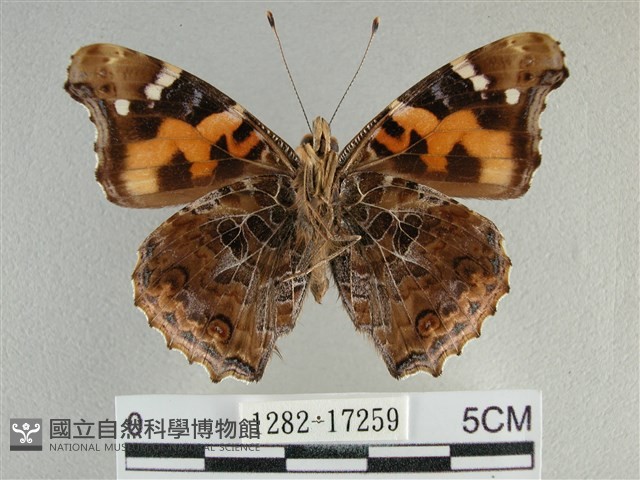 大紅蛺蝶藏品圖，第2張