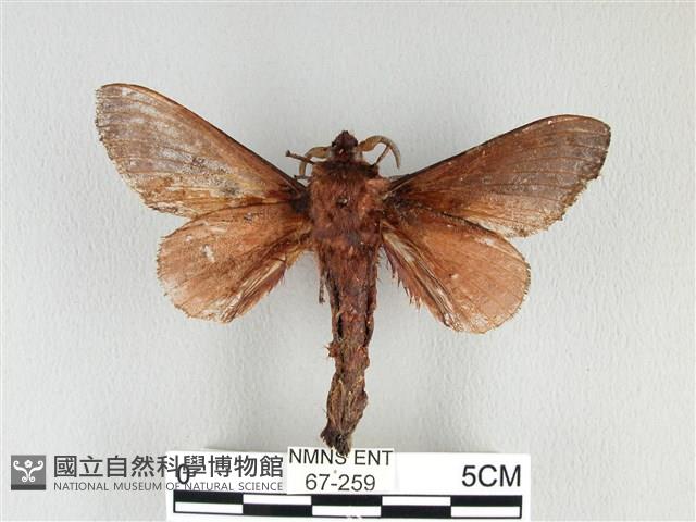 大褐斑枯葉蛾藏品圖，第2張