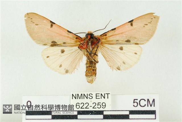 棍棒污燈蛾藏品圖，第2張