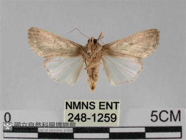 斜紋夜盜蛾藏品圖，第2張