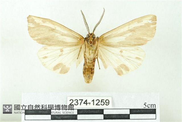 赭新污燈蛾藏品圖，第2張