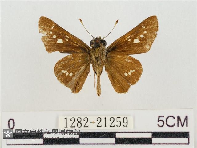 稻弄蝶藏品圖，第2張