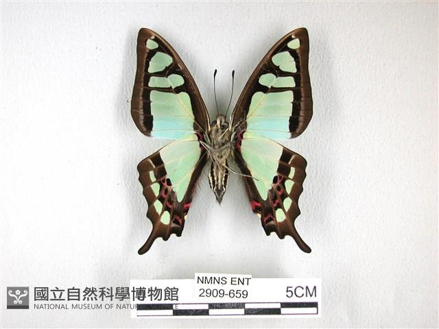 寬帶青鳳蝶藏品圖，第2張