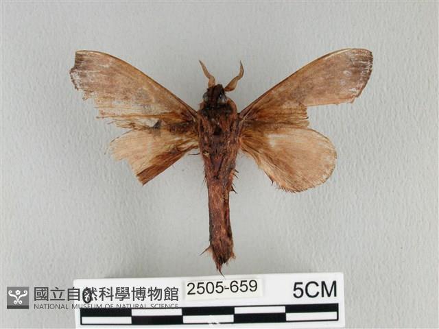 大褐斑枯葉蛾藏品圖，第2張