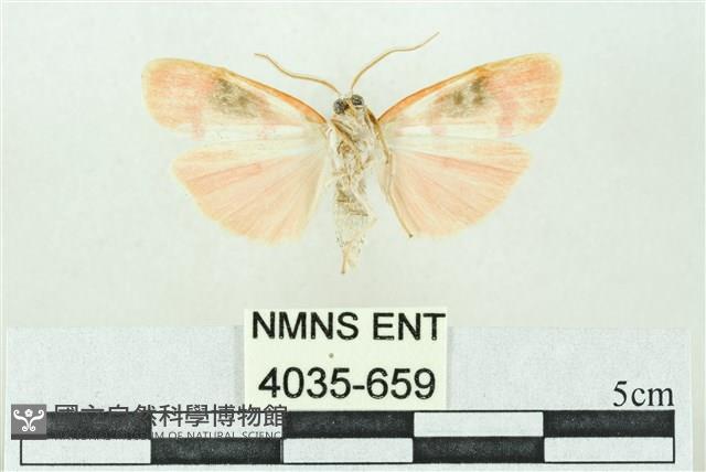 臺雪苔蛾藏品圖，第2張