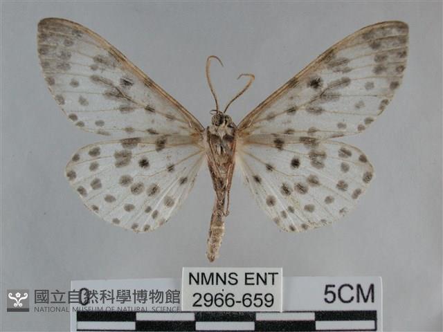 大胡麻斑星尺蛾藏品圖，第2張