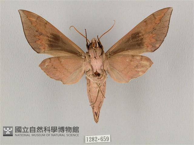 鋸線天蛾藏品圖，第2張