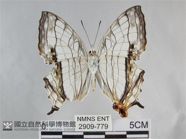 網絲蛺蝶、石牆蝶藏品圖，第2張