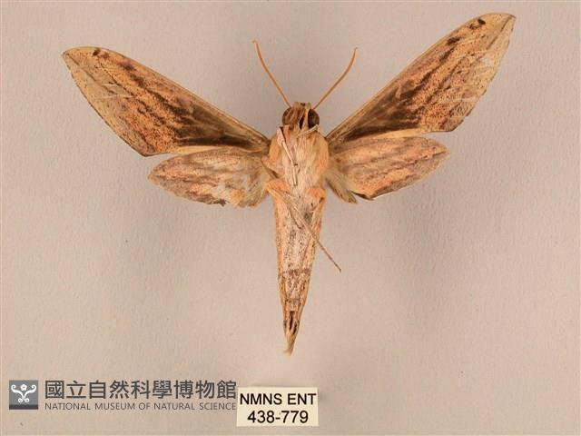 棕綠背線天蛾藏品圖，第2張