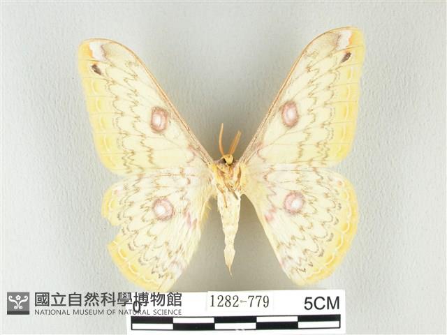 黃豹天蠶蛾藏品圖，第2張