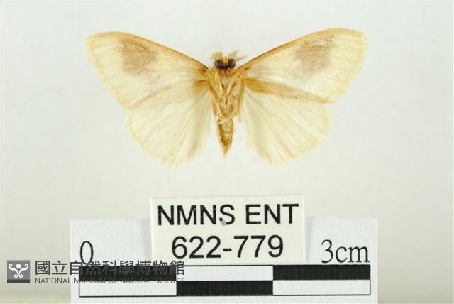 寬紋黃毒蛾藏品圖，第2張