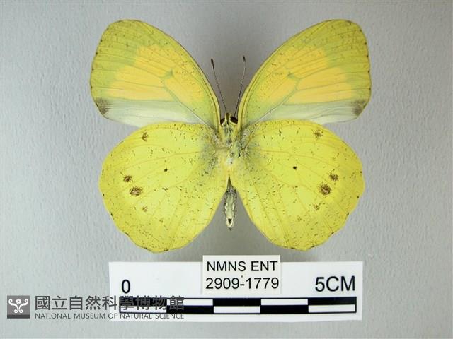 異粉蝶、雌白黃蝶藏品圖，第2張