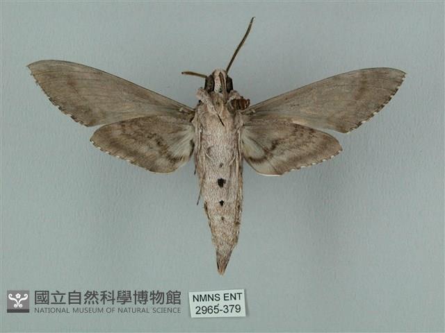 蝦殼天蛾藏品圖，第2張