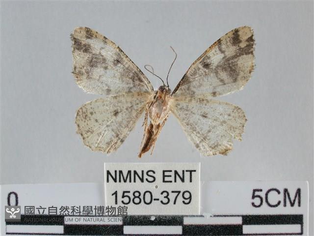 雙峰霜尺蛾藏品圖，第2張