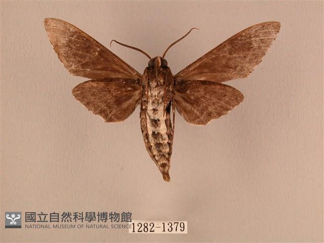 白星天蛾藏品圖，第2張