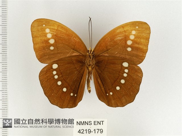 串珠環蝶藏品圖，第2張