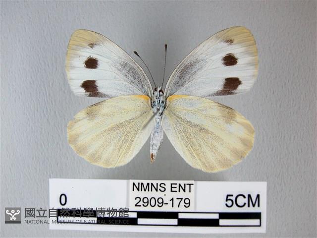 緣點白粉蝶藏品圖，第2張
