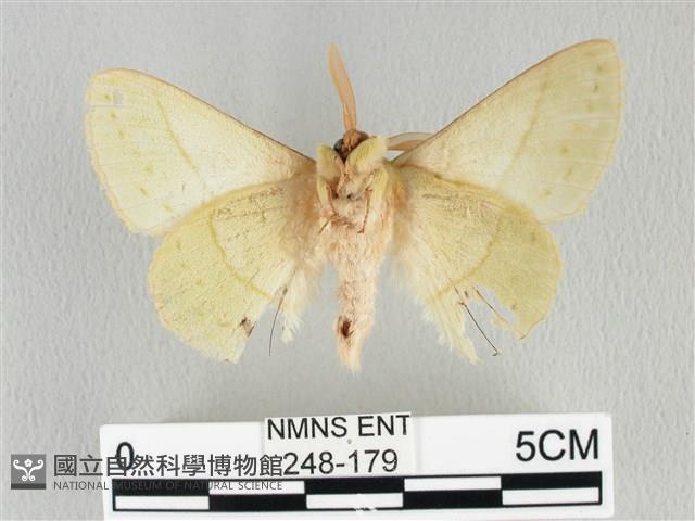 青枯葉蛾藏品圖，第2張