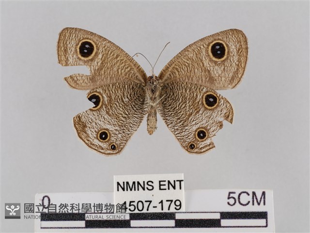 密紋波眼蝶藏品圖，第2張