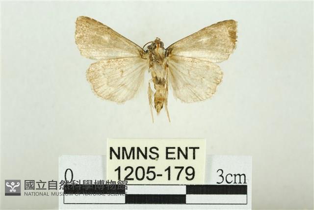 白斑散紋夜蛾藏品圖，第2張