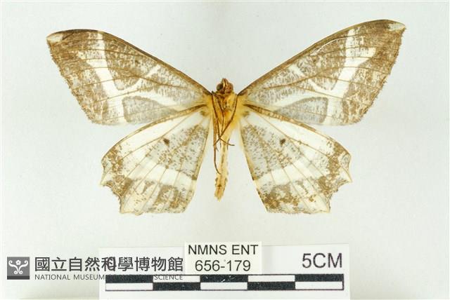 樹形尺蛾藏品圖，第2張