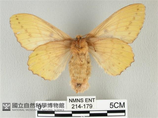 青枯葉蛾藏品圖，第2張