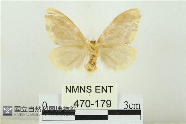 黑翅黃毒蛾藏品圖，第2張