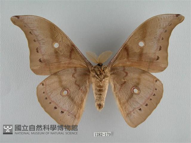 姬透目天蠶蛾藏品圖，第2張