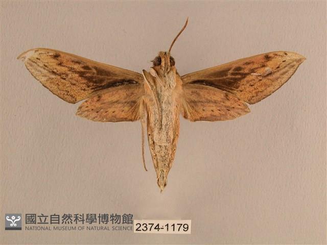 背線天蛾藏品圖，第2張