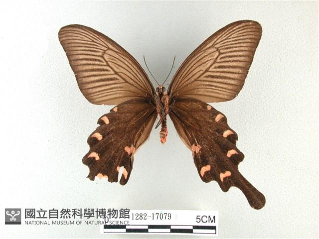 麝鳳蝶藏品圖，第2張