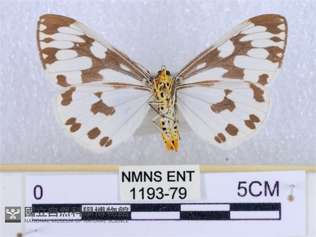 粉蝶燈蛾藏品圖，第2張