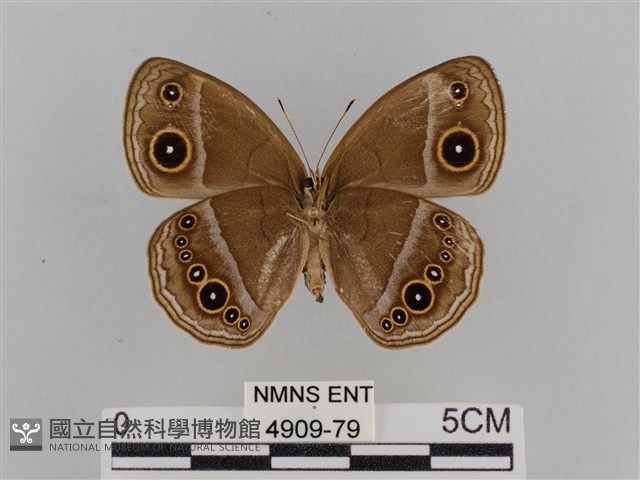 紫帶眉眼蝶藏品圖，第2張