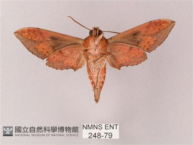 雙斑白肩天蛾藏品圖，第2張