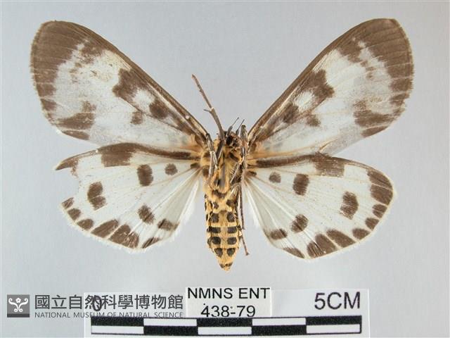 扭擬燈蛾藏品圖，第2張