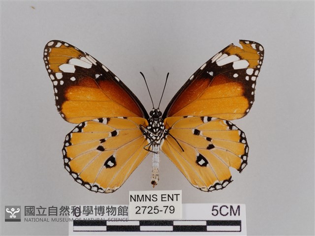 樺斑蝶藏品圖，第2張