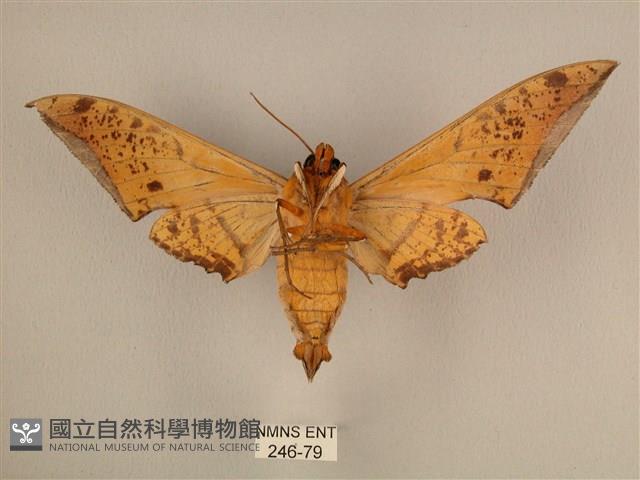 臺灣鷹翅天蛾藏品圖，第2張