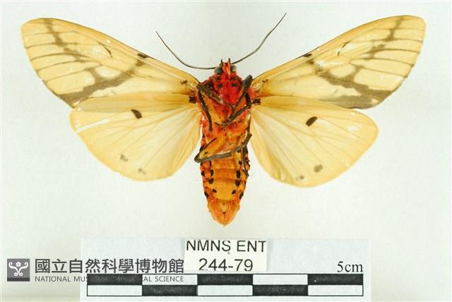 乳白斑燈蛾藏品圖，第2張