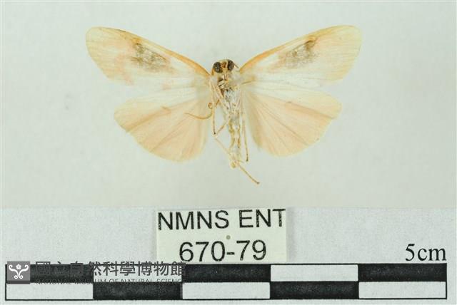 臺雪苔蛾藏品圖，第2張