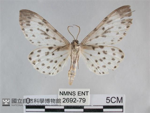 大胡麻斑星尺蛾藏品圖，第2張