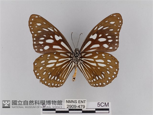 淡紋青斑蝶藏品圖，第2張