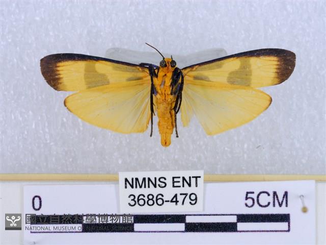 閃光苔蛾藏品圖，第2張