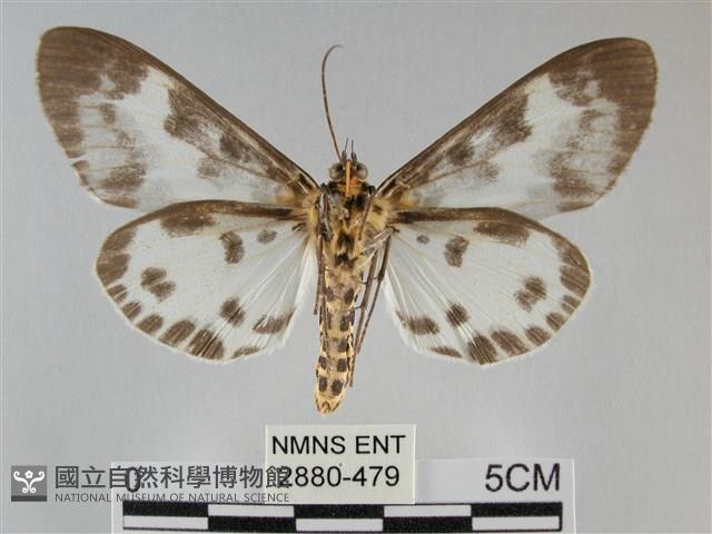 扭擬燈蛾藏品圖，第2張