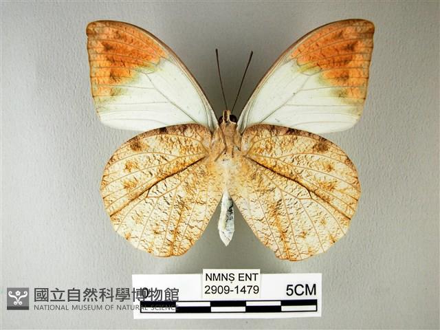 橙端粉蝶、端紅蝶藏品圖，第2張