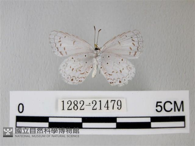 細邊琉灰蝶藏品圖，第2張