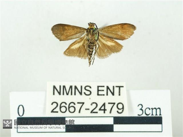 叉紋閃舞蛾藏品圖，第2張