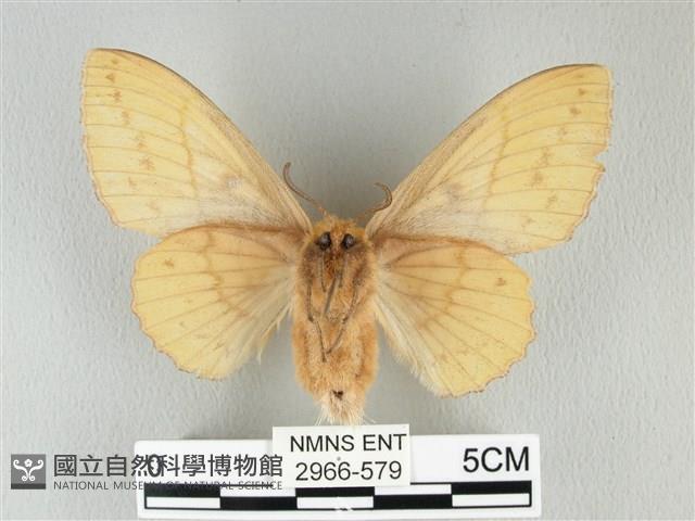 青枯葉蛾藏品圖，第2張